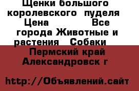 Щенки большого (королевского) пуделя › Цена ­ 25 000 - Все города Животные и растения » Собаки   . Пермский край,Александровск г.